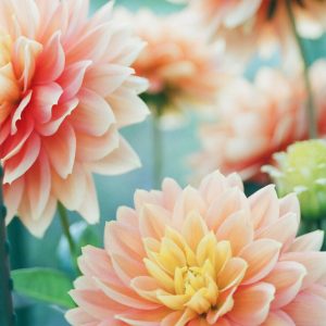 Seasonal Bloom Planner for Flower Gardens